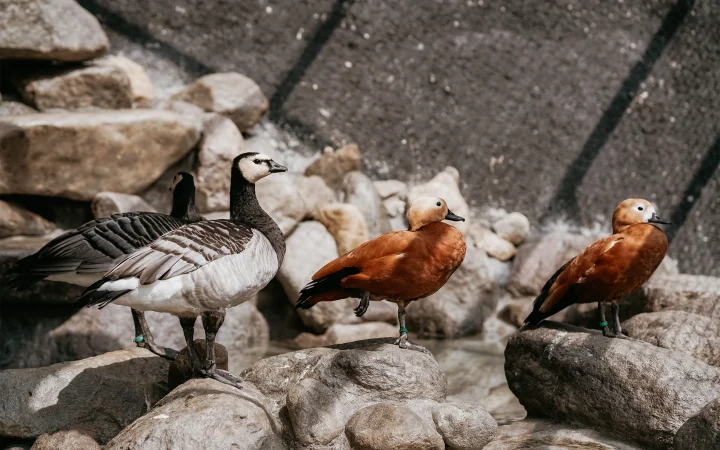 ANIMAL-duck-bebek